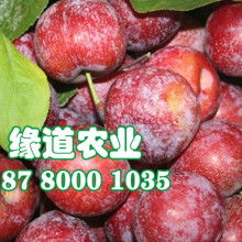 2020年四季豆種子價(jià)格行情與批發(fā)渠道解析